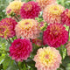 Figaro Type Mixed Dahlia Flower Seeds