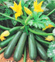 Zucchini Long Green Seeds