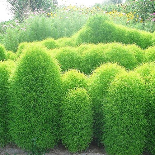 Burning Bush Kochia Seeds