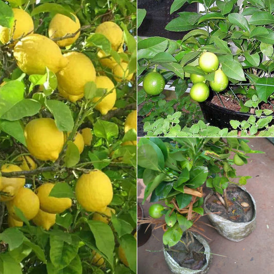 Kolkata Kalmi Lemon