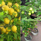 Kolkata Kalmi Lemon