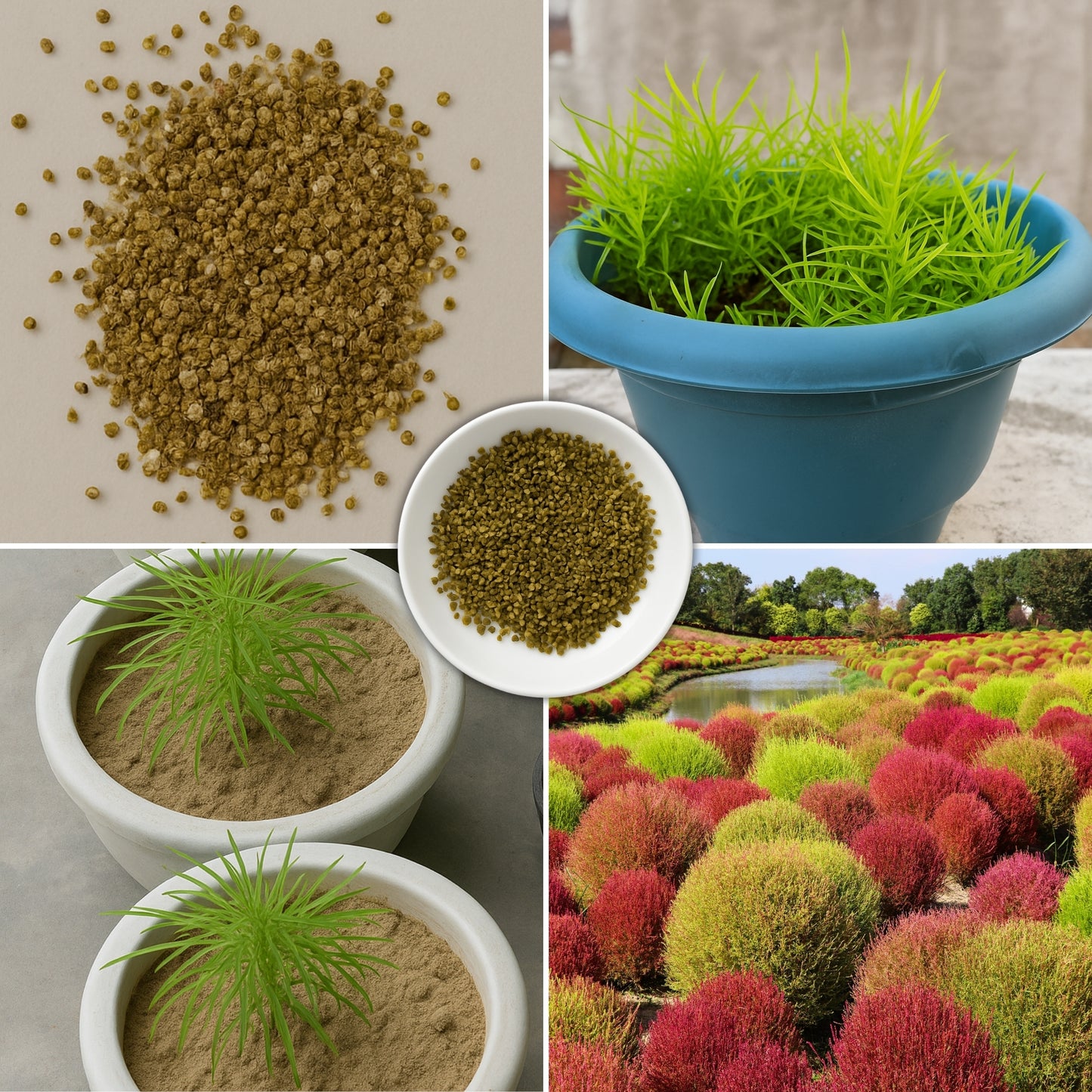 Kochia Burning Bush  seeds
