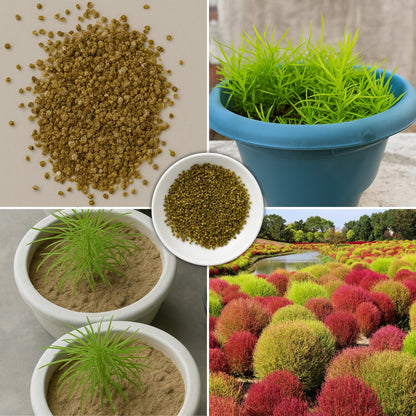 Kochia Burning Bush  seeds