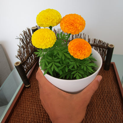African Marigold Mixed Flower Seeds
