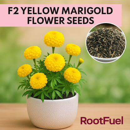 F2 Yellow Marigold Flower Seeds