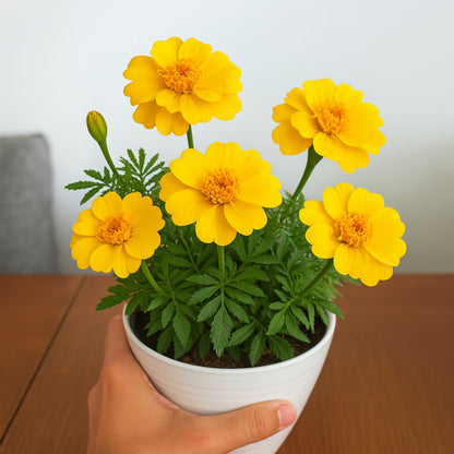 Patula Nana Yellow Marigold Seeds