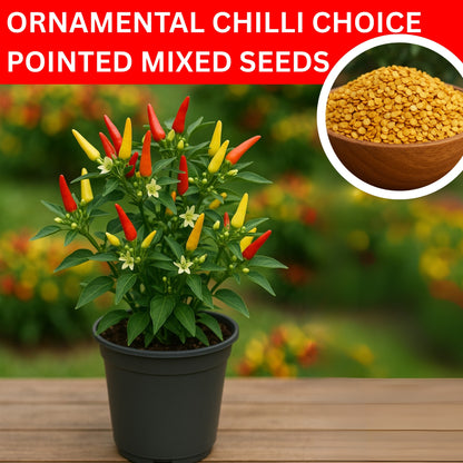 Ornamental Chilli -Choice Pointed Mixed seeds