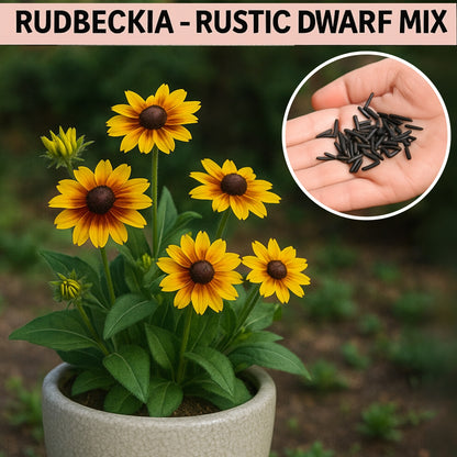 Rudbeckia Rustic Dwarf Mixed - Buy 1 Get 1 Free (300 seeds)