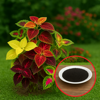 Blumei Rainbow Mixed seeds - Buy 1 Get 1 Free [100 SEEDS]