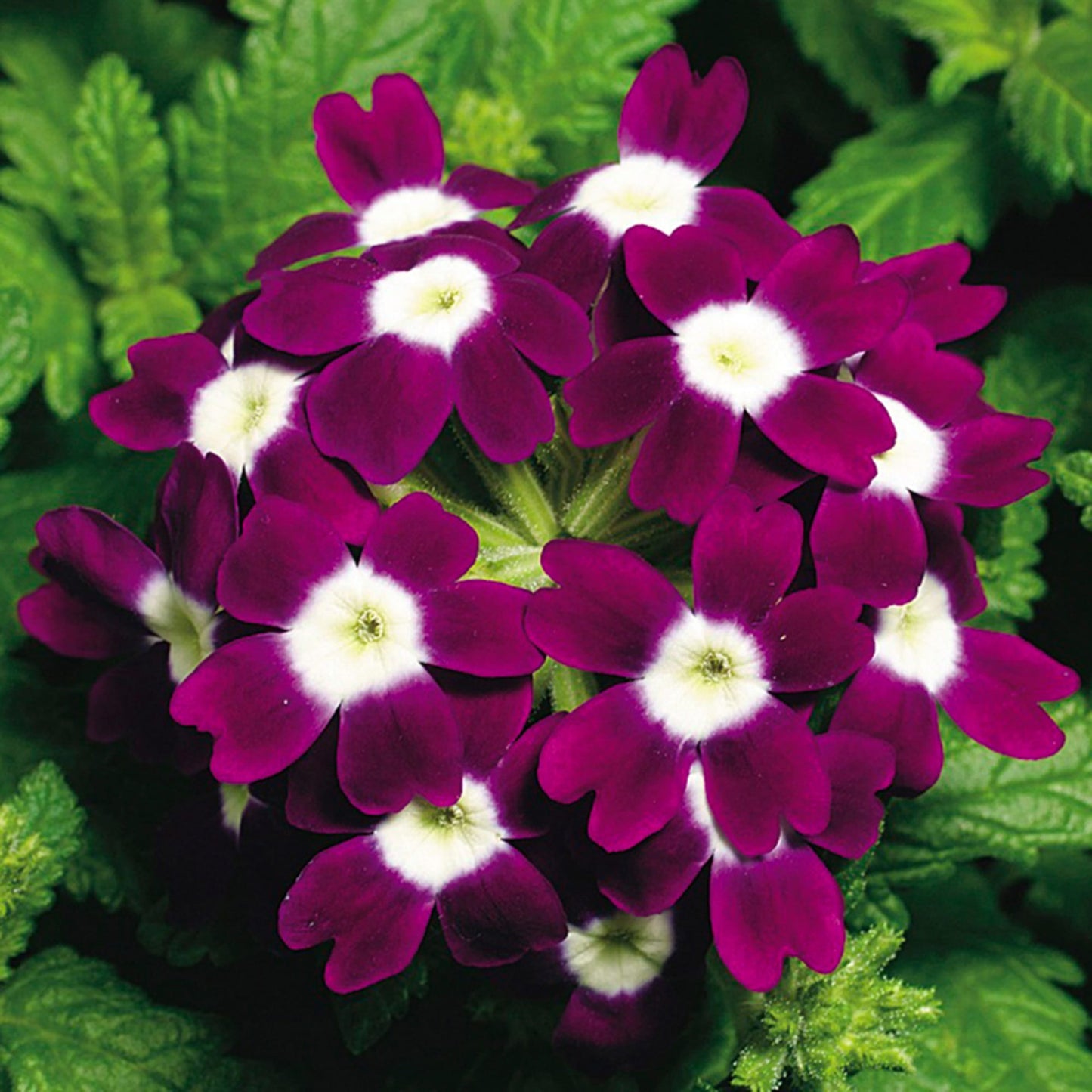 Dwarf Burgundy with Eye