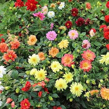 Dahlia Figaro Series Flower Seeds