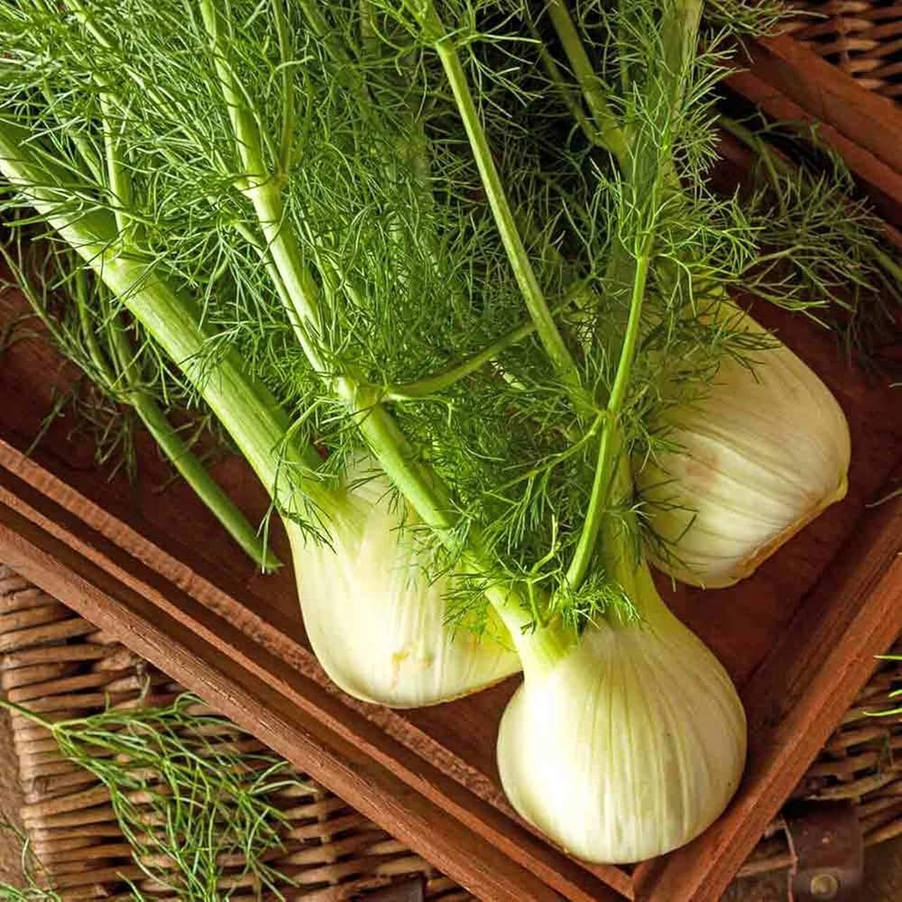 Fennel Florence Seeds