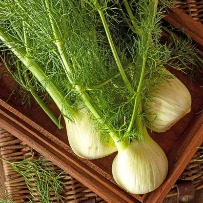 Fennel Florence Seeds