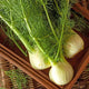 Fennel Florence Seeds