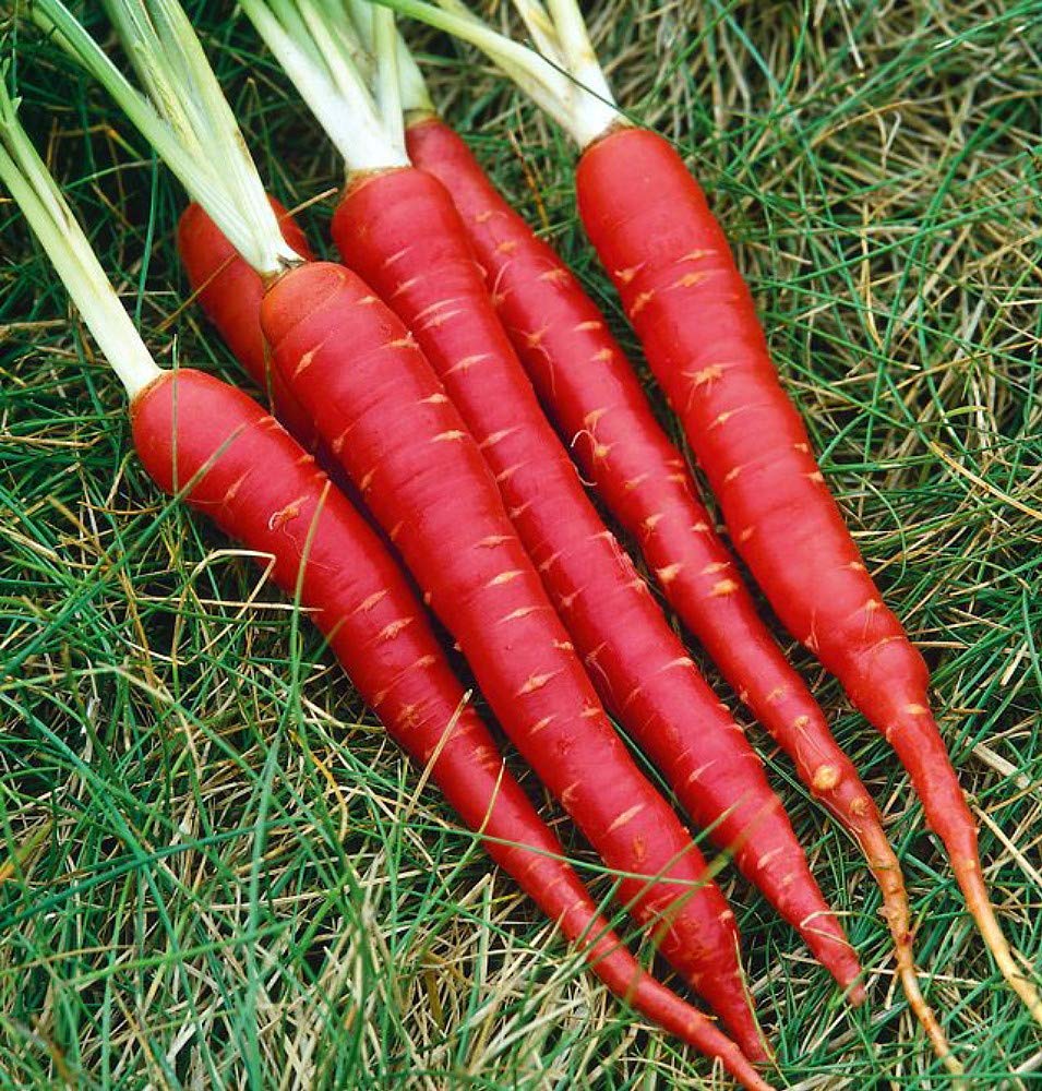 Carrot Red Long Seeds