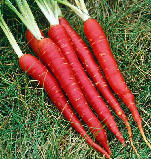 Carrot Red Long Seeds