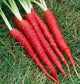 Carrot Red Long Seeds