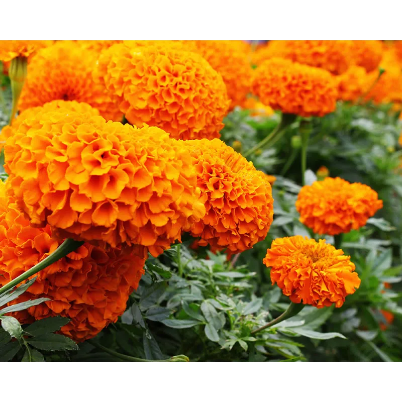 Marigold Tagetes Erecta Taishan F1 African Orange Seeds