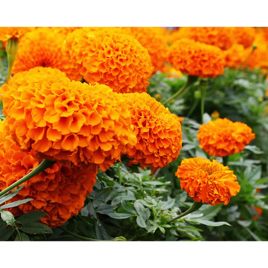 Marigold Tagetes Erecta Taishan F1 African Orange Seeds