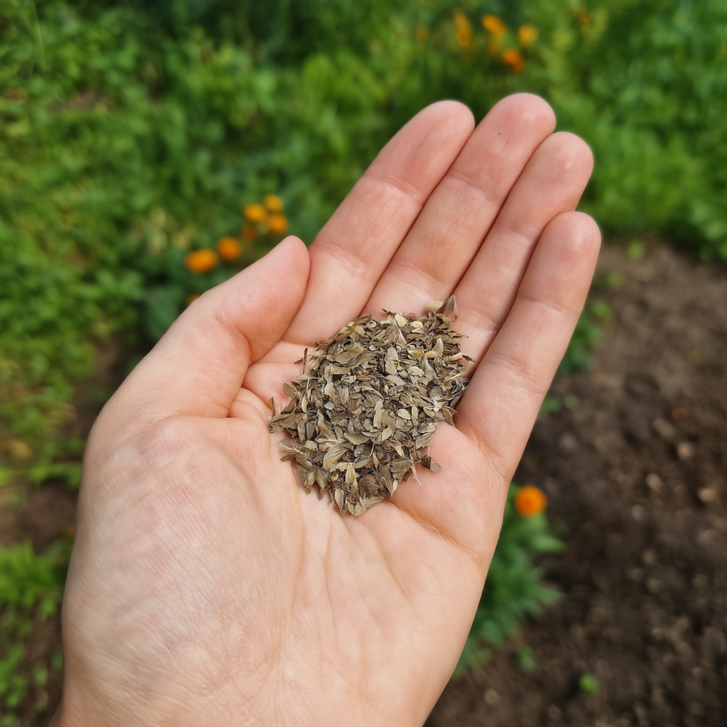 Liliput Mix  - Buy 1 Get 1 Free [450 SEED]