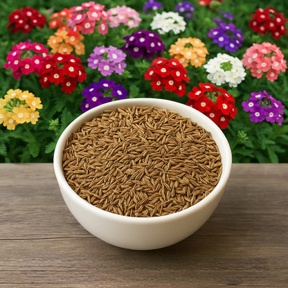 Dwarf Burgundy with Eye