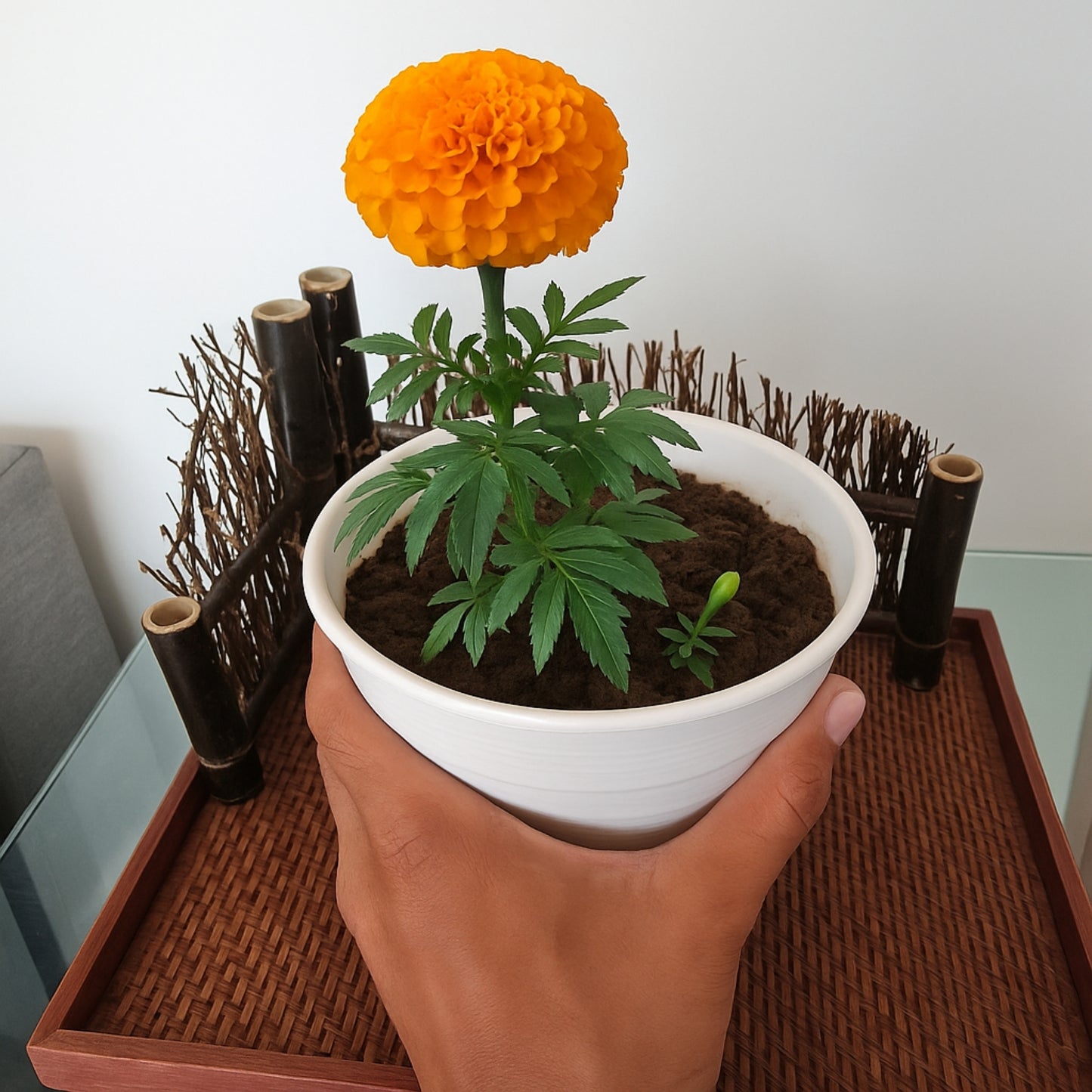 F2 Orange Marigold Flower Seeds
