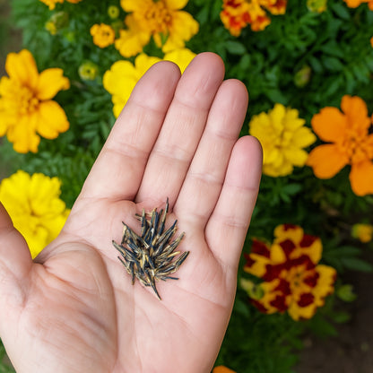 F2 Yellow Marigold Flower Seeds