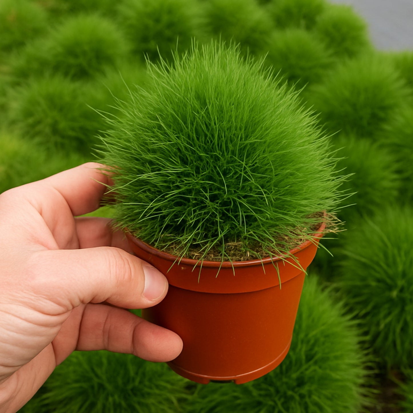 Kochia Burning Bush  seeds