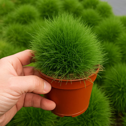 Kochia Burning Bush  seeds
