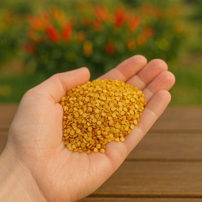 Ornamental Chilli -Choice Pointed Mixed seeds