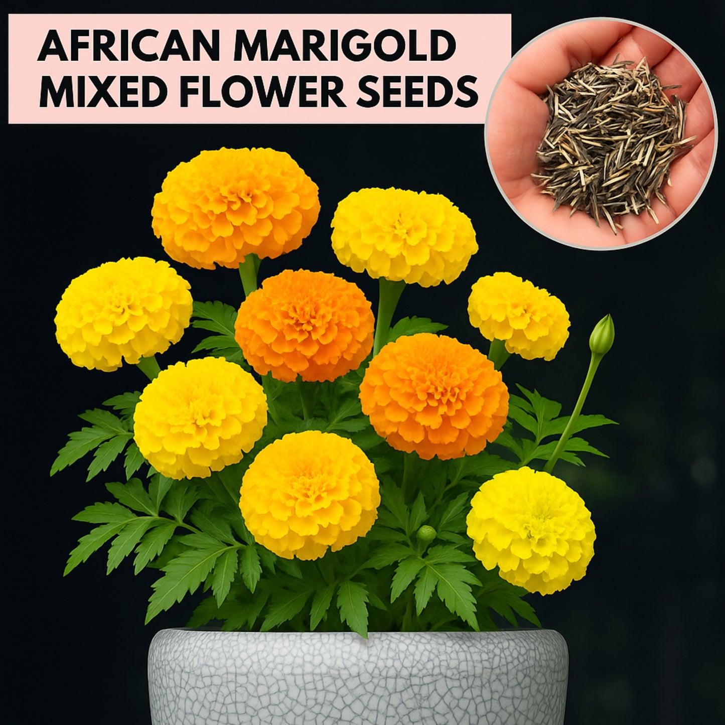 African Marigold Mixed Flower Seeds
