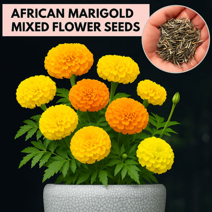 African Marigold Mixed Flower Seeds