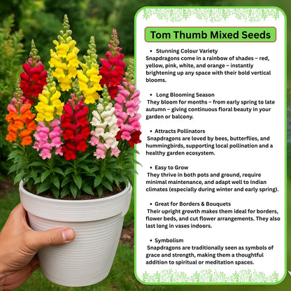 Tom Thumb Mixed 1 Get 1 Free [1200 SEED]