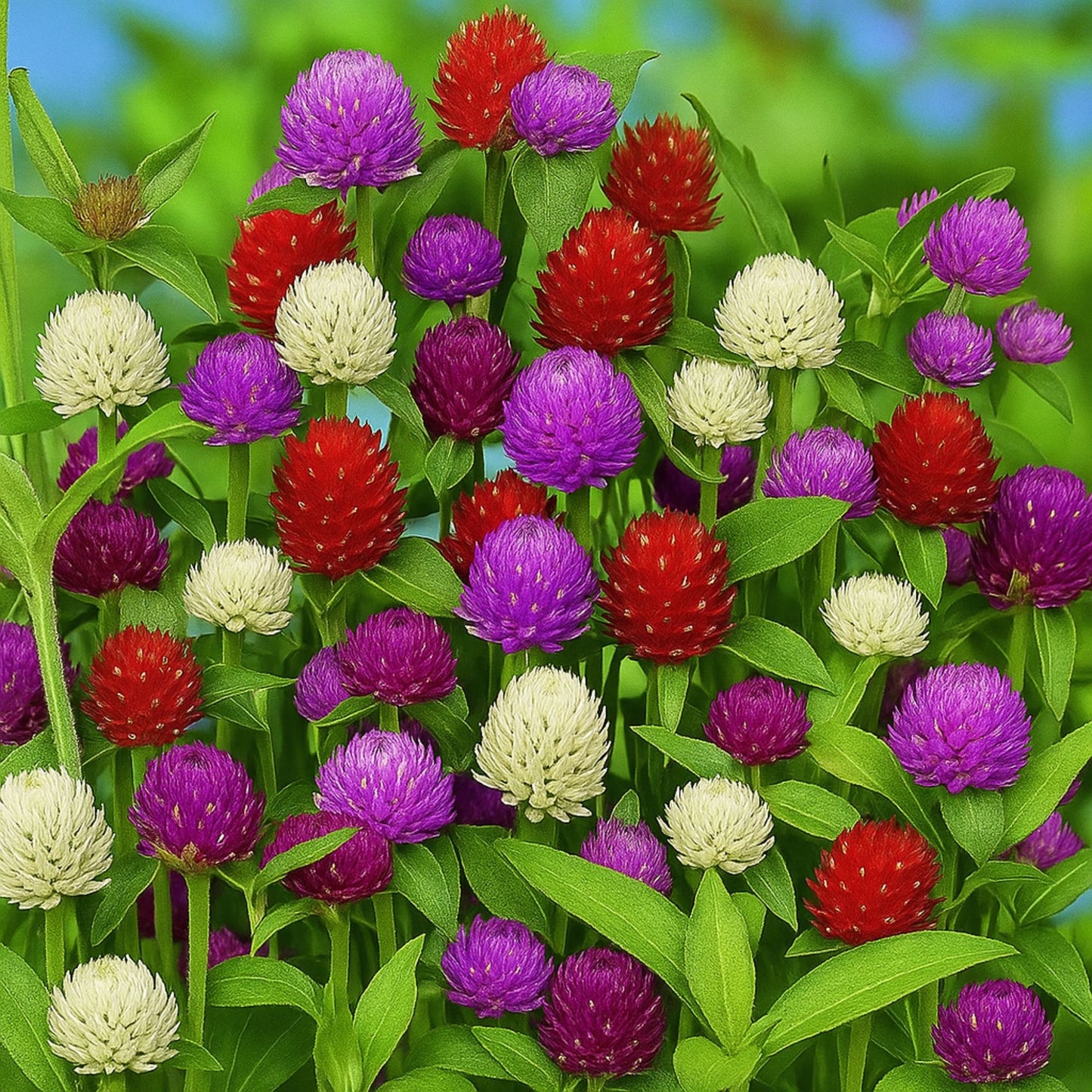 Gomphrena Choice Mixed  seeds