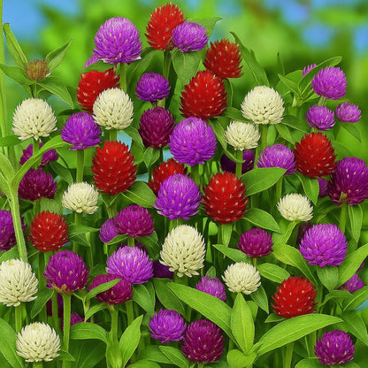 Gomphrena Choice Mixed  seeds