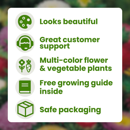 Aster Formula Mixed Flower Seeds