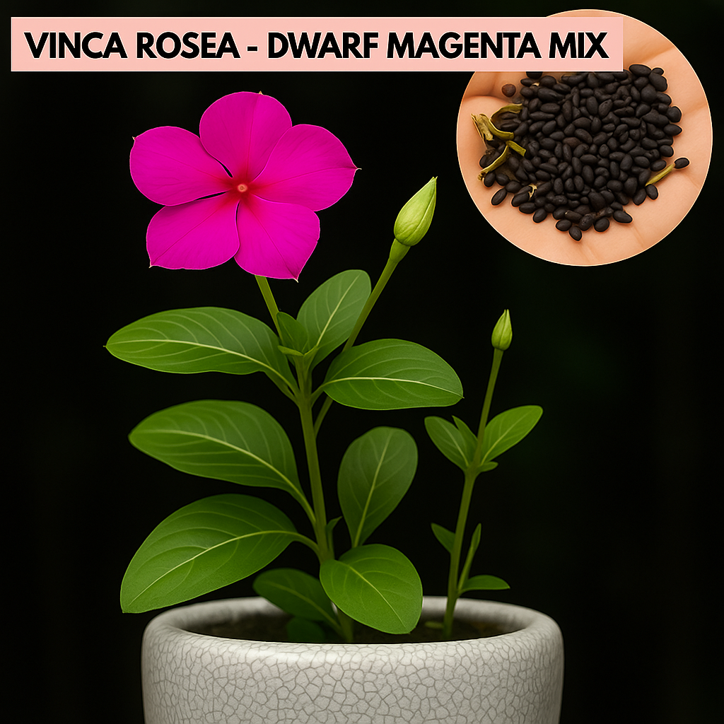 Vinca rosea - Dwarf Megenta