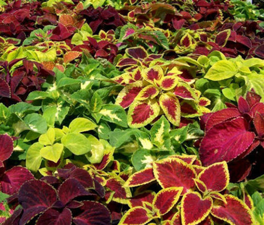 Coleus Wizard Mix Seeds
