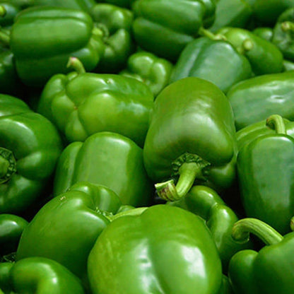 Capsicum Green Wonder Seeds