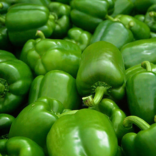 Capsicum Green Wonder Seeds