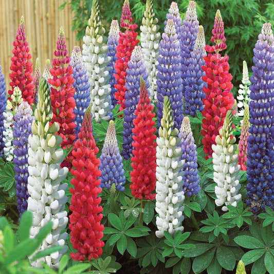 Pixie Delight Flower Seeds