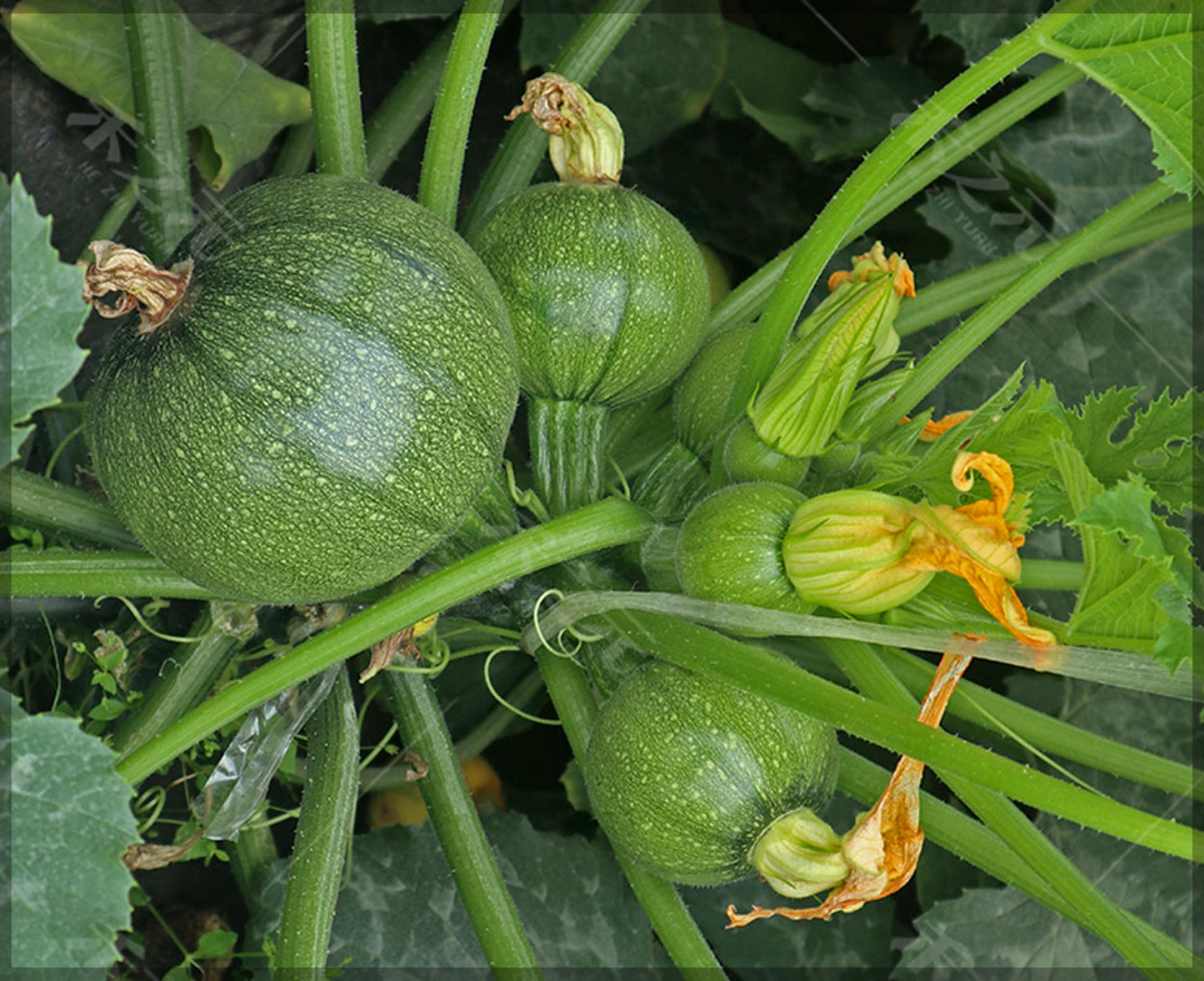 Squash Green Round Seeds
