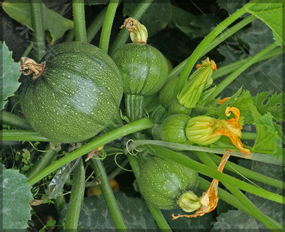 Squash Green Round Seeds