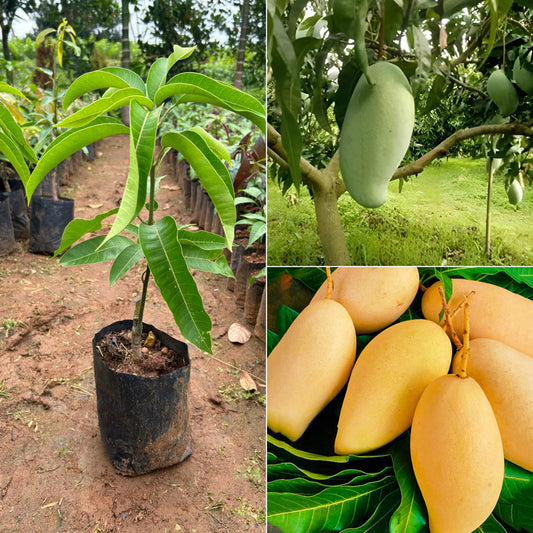 Malestan-Busni King Mango