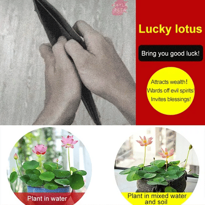 Lotus Seeds For Positivity Buy 1 Get 1 Free [100 SEED]