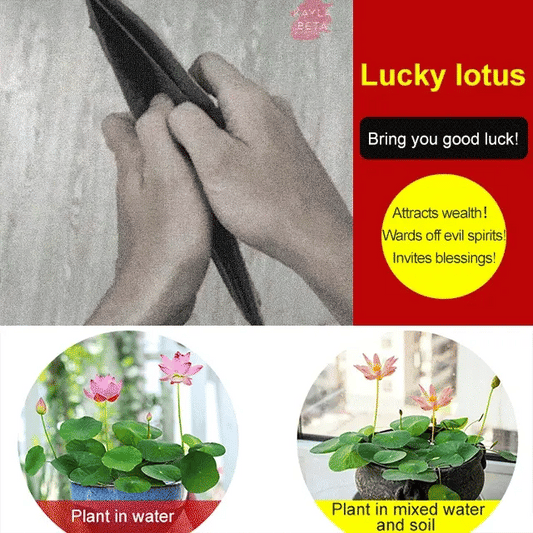 Lotus Seeds For Positivity Buy 1 Get 1 Free [100 SEED]
