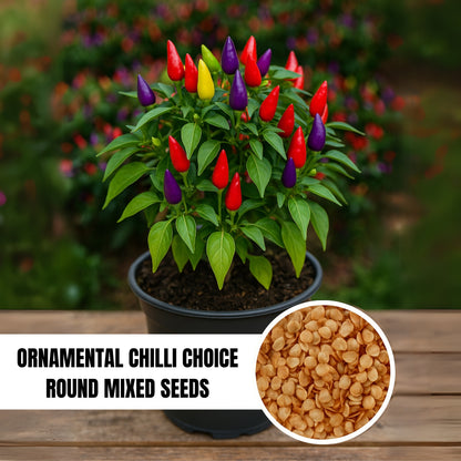 Ornamental Chilli- Choice Round Mixed seeds