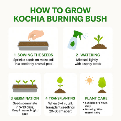 Kochia Burning Bush  seeds
