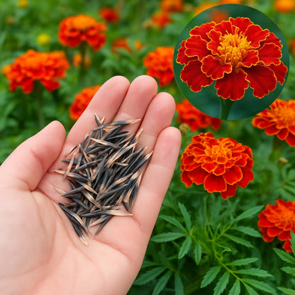 Patula Nana Scarlet Red Marigold Seeds