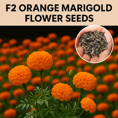 F2 Orange Marigold Flower Seeds